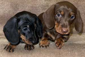 Beautiful miniature dachshund puppies for sale