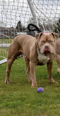 American Bully For Stud