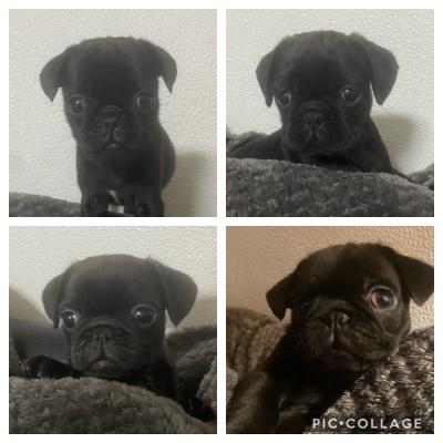 Pugs For Sale