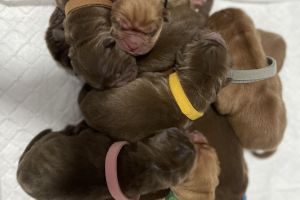 Shar Pei For Sale in the UK