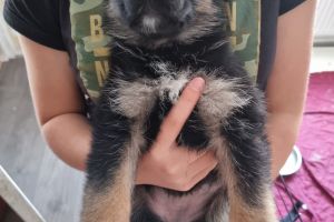 14 GERMAN shepherd Puppies for sale