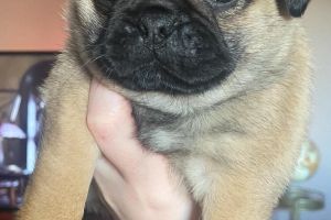 Cute Pug For Sale