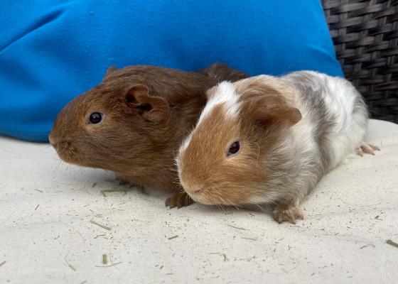 Baby guinea pig boars | UKPets