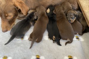 Dachshund Puppies available 27/11/2021