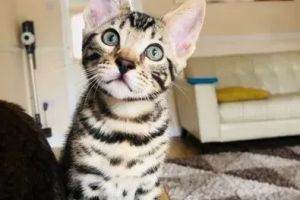 Home Raised Purebred Bengal Pedigree Kittens (Champion bloodlines).