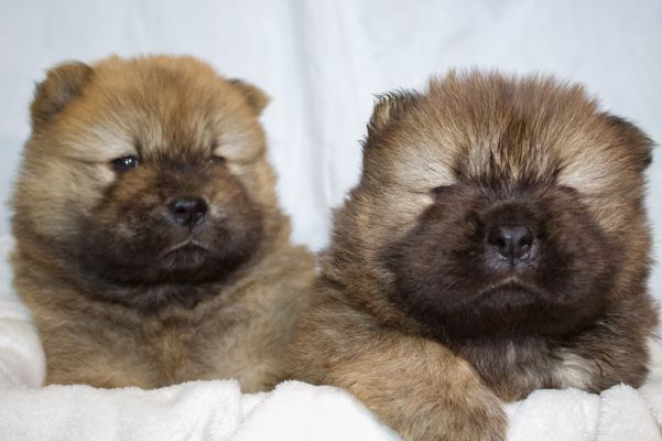 Available Chow Chows