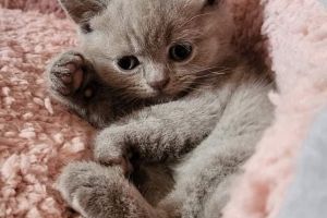 READY NOW LILAC BRITISH SHORT HAIR GCCF ACTIVE REG MALE KITTEN FOR SALE