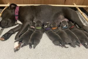 Beautiful Blue Staffordshire Bullterrier Puppies for Sale