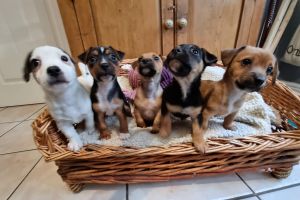4 Miniature (Short Legged) Jack Russell Pups READY NOW Tan, Tri and Black and Tan  1 Boy and 3 Girls