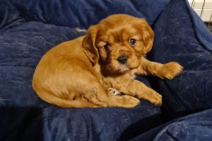 Cavalier King Charles spaniels for sale