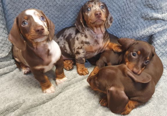 Ready now beautiful kc miniture dachunds | UKPets