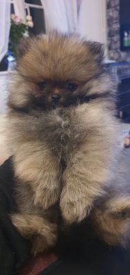 Pomeranian For Sale in Lodon
