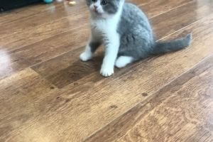 British Shorthairs For Sale