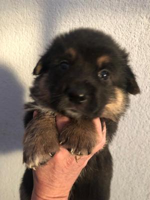 Corman Corgi x German Shepherd Puppies for Sale | UKPets