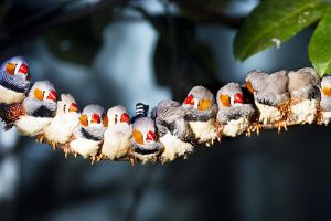 Finch Birds Breed