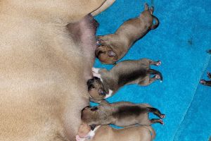 Beautiful Staffordshire bull terrier puppies for sale