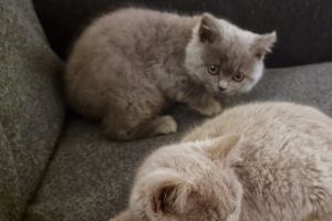 British Shorthair Kittens - Ready now