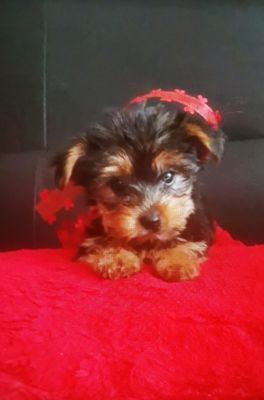 Yorkshire Terrier Dogs Breed