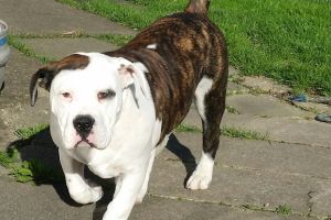 Mixed Breed For Stud in the UK