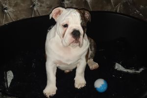 English ball dog puppy for sale