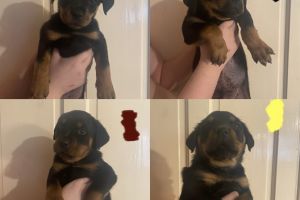 Rottweilers for Rehoming