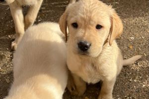 Labrador Retrievers For Sale