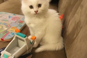 Turkish Angora For Sale in Lodon