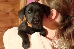 KC Labrador puppy's for sale
