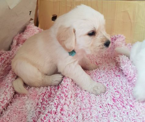 Goldendoodle For Sale in Lodon