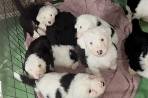 Old English Sheepdog For Sale in Lodon