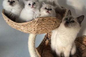 Pure ragdoll kittens for sale