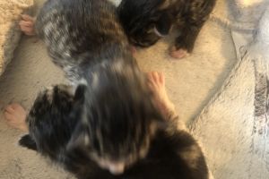 Three beautifu kittens for sale