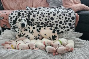 Dalmatian Dogs Breed