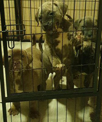 XL BULLY X PRESSA CANARIO | UKPets