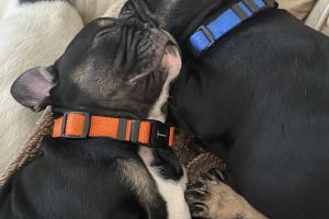 2 Black and Tan French Bulldog Pups for Sale
