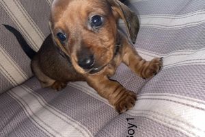 Kc reg Miniature dachshunds for sale