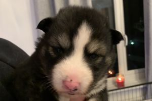Akita x husky puppies for sale