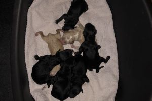 F1b miniature Cockapoo puppies for sale