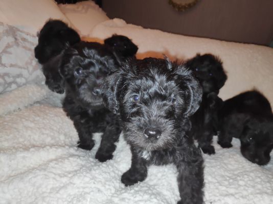 Schnoodles For Sale