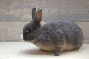 Netherland Dwarf Rabbits Breed