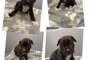 Staffy puppies for sale