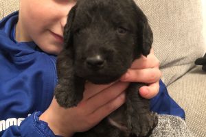 Bedlington Terrier For Sale