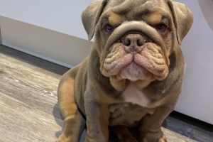 Chunky Full Suit Lilac Male puppy for sale