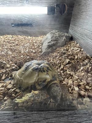 Tortoise For Sale in Great Britain