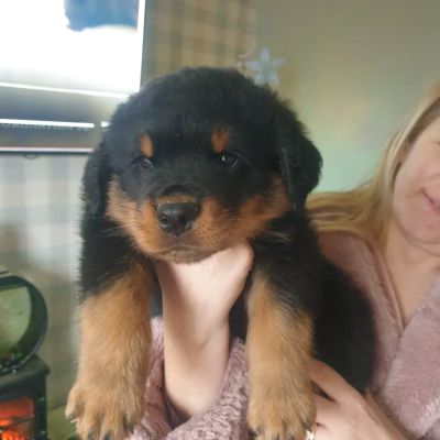 Rottweiler For Sale in Great Britain