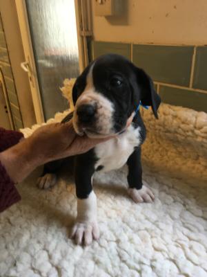 Great Danes For Sale