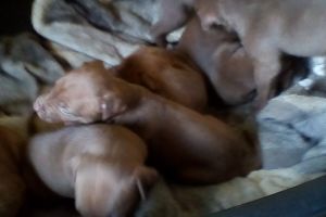Puppy's for sale