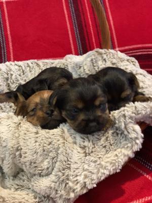 Mixed Breed For Sale in Lodon