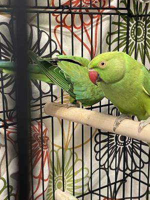 Baby Indian Ringneck Talking Parrot | UKPets