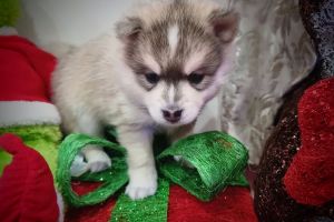 Pomsky for Rehoming
